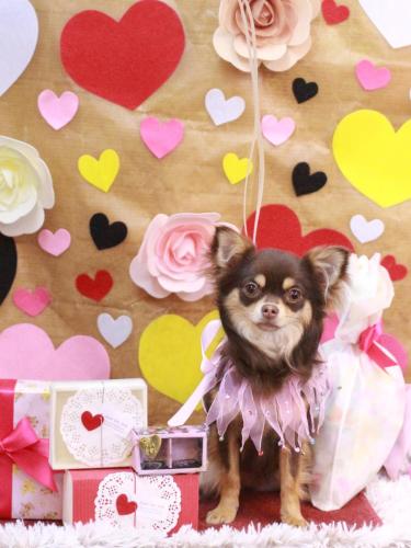 20230225てんちゃん